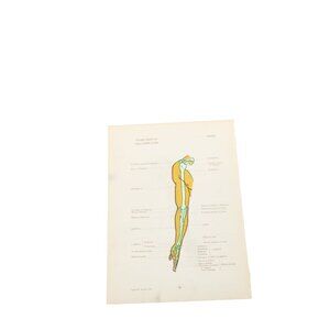 1946 Anatomical Diagram Art Students Arm Muscles Bones Vintage Front 93677